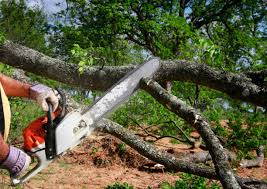 How Our Tree Care Process Works  in Greendale, IN